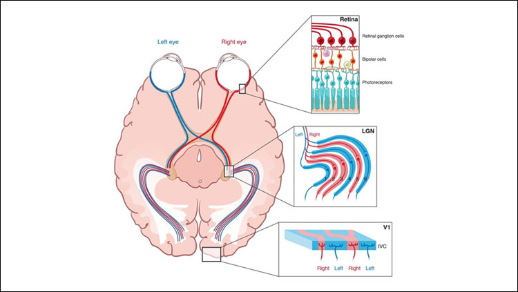 Illustration of segregation of projections from the eye. The retinal input from two eyes (blue represents left; red represents right) is segregated into distinct layers in the LGN by remodeling the axon branches and synaptic connections of RGCs. In the layer IVc of the primary visual cortex (V1), LGN neurons that respond preferentially to one eye segregate from neurons that respond preferentially to the other eye in structures called ocular dominance columns.