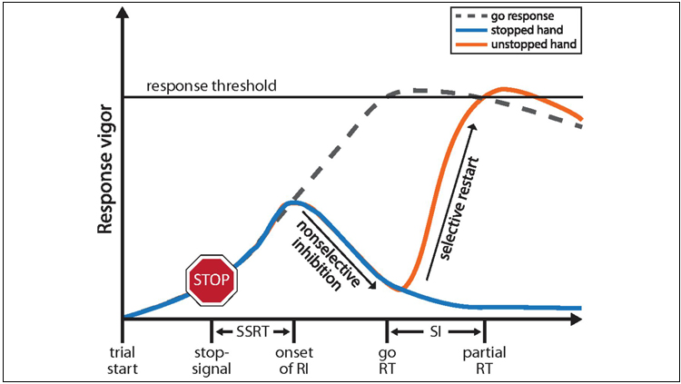 Figure from JNeuroSci journal entry "Stopping Interference in Response Inhibition"