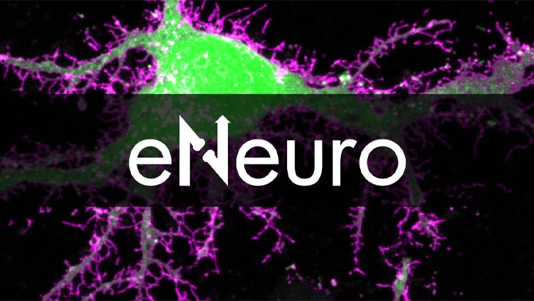eNeuro Logo