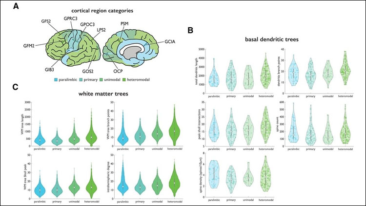 Common Microscale and Macroscale Principles of Connectivity in the Human Brain
