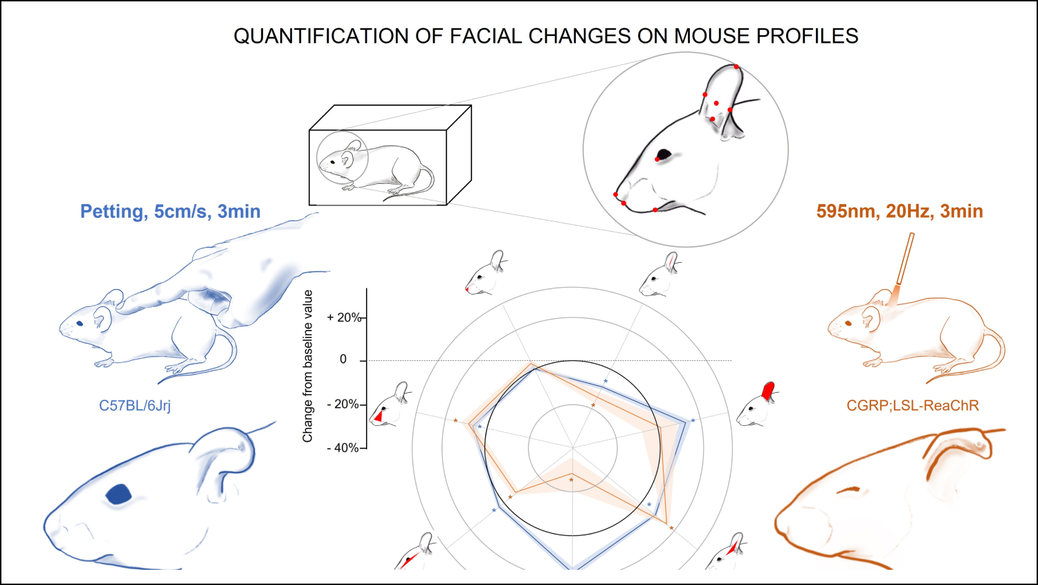 A New Tool for Quantifying Mouse Facial Expressions