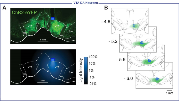 Dissociable Roles of VTA & SNc DA Neurons in Instrumental Reinforcement