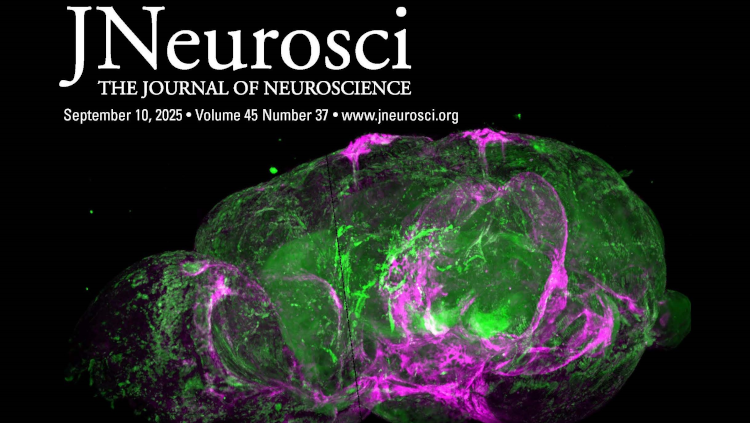 Cover image of Jneurosci, Immunofluorescent brain imagery