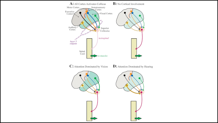 Figure from a JNeurosci article