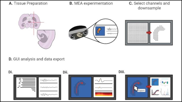 Figure from eNeuro article