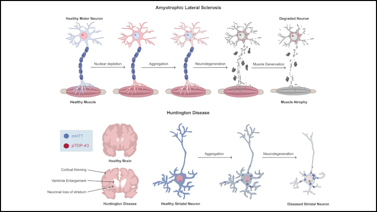 Journal of Neuroscience article figure