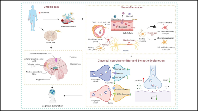 Jneurosci homepage card