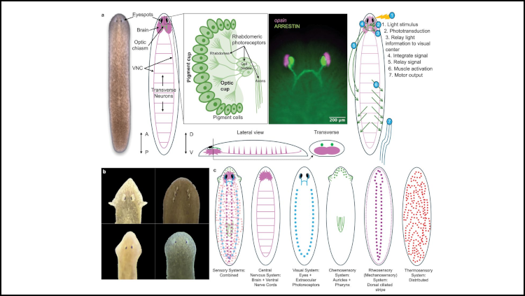 Jneurosci banner, figure from a scientific article
