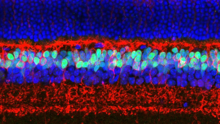eNeuro banner featuring an image of cells under a fluorescent microscope