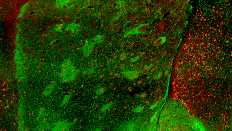 Microscopy image