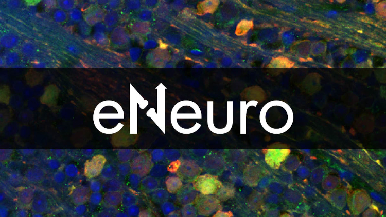 eNeuro logo overlaid on a scientific microscopy background