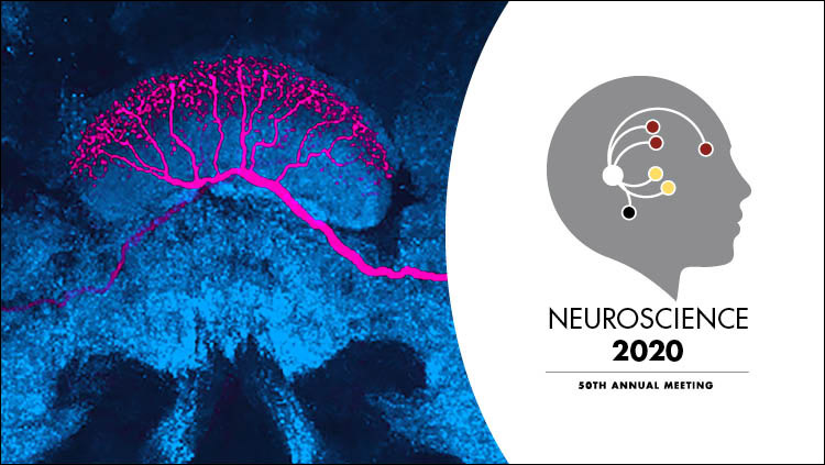 Neuroscience 2020