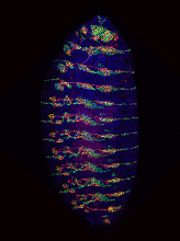 This image shows the expression of miR-263b in a stage-16 Drosophila embryo