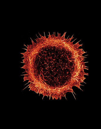 This STORM image shows a rat hippocampal neuron stained for actin 24 h after plating in culture.