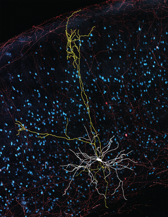 This image shows the axon (yellow), soma and dendrites (white) of a somatostatin-expressing (cyan) neuron in mouse auditory cortex.
