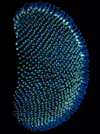 This image shows the axonal projections of R7 photoreceptors in the Drosophila medulla (axons in blue, axonal terminals in green). 