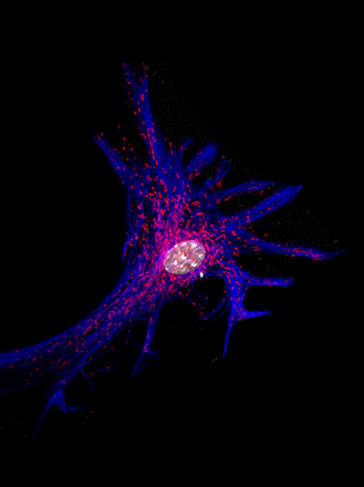This pseudo-colored photomicrograph depicts mitochondrial (MitoTracker, red) distribution in a primary cultured mouse cortical astrocyte immunostained for GFAP (blue) and nuclei (white).