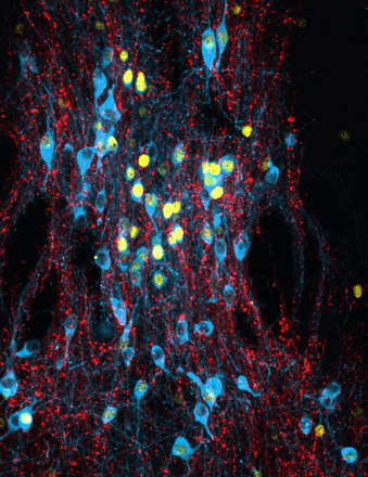 This confocal image shows the innervation of dopaminergic neurons in the caudal linear raphe nucleus by the bed nucleus of the stria terminalis (BNST) and the activation pattern of these neurons during fear memory consolidation