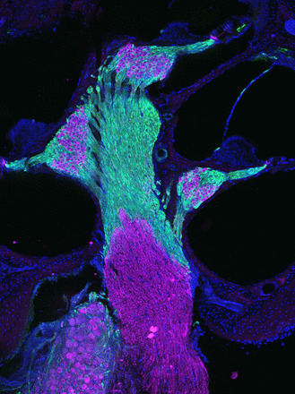 This image shows a cross-section of the cochlea within the inner ear of a reporter mouse