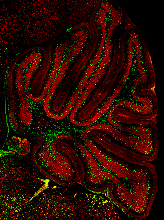The image shows a postnatal mouse cerebellum stained for Pax2 (green) and NeuN (red), highlighting immature inhibitory interneurons and excitatory granule cells, respectively.