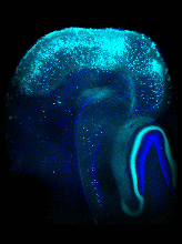 In this confocal image, the projection neurons from the entorhinal cortex are labeled with an antibody against mCherry (cyan).
