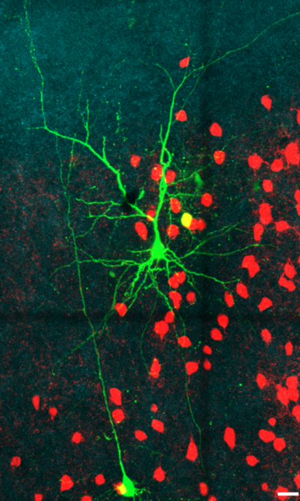 Example of biocytin filled 3 cells (green) and current-clamp traces show characteristic PV+ (red) and Pyr neurons subthreshold responses and suprathreshold AP firing in response to depolarizing current steps (PV+ red, Pyr gray) with ChR2 positive axons (cyan).