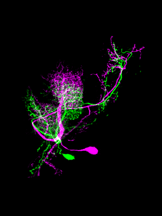 This image shows the lateral antennal lobe tract projection neuron 4 in male (magenta) and female (green) fruit flies.