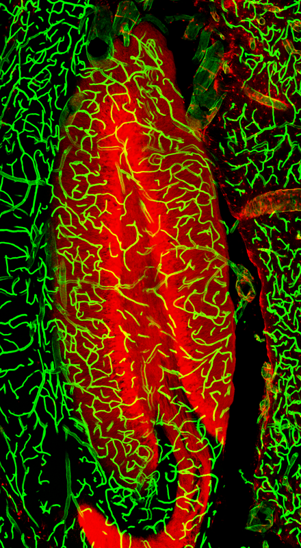 Confocal image of hippocampal dentate gyri showing granule cells expressing tdTomato (red) and blood vessels labeled with DyLight 649-lectin (green). 