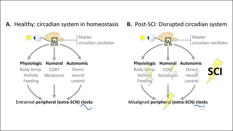 Timing Could Mean Everything After Spinal Cord Injury