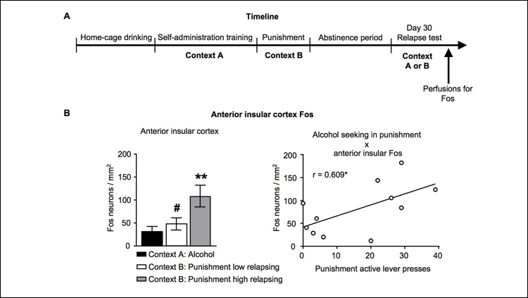 What Makes Rats Relapse