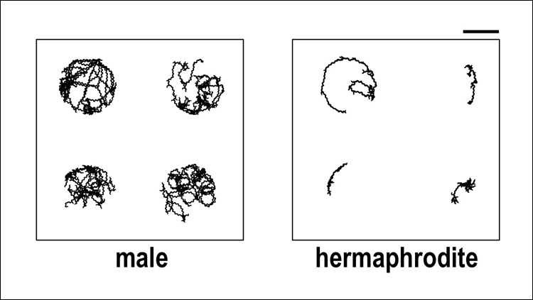 Dopamine Regulates Sex Differences in Worms