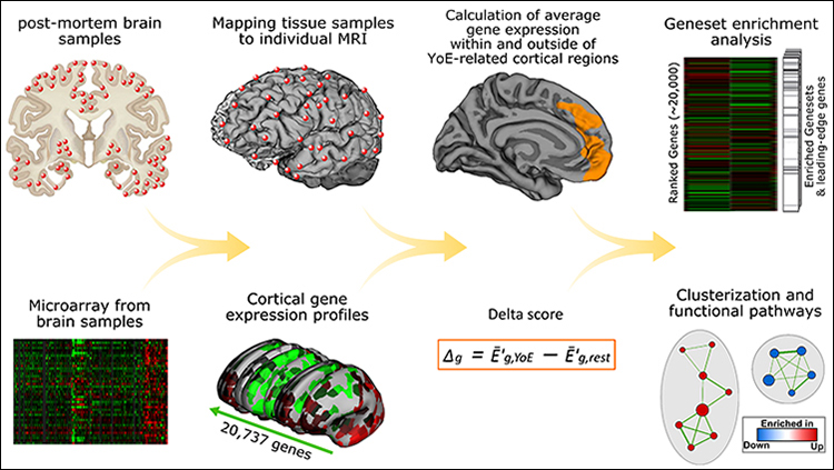 How Education May Stave Off Cognitive Decline