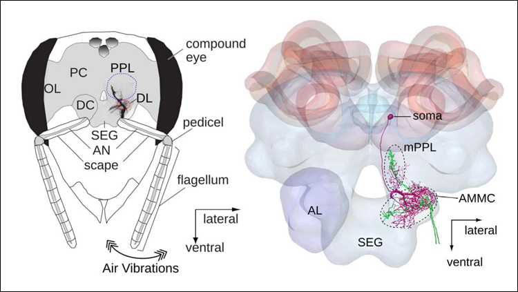 Honeybee brain development may enhance waggle dance communication