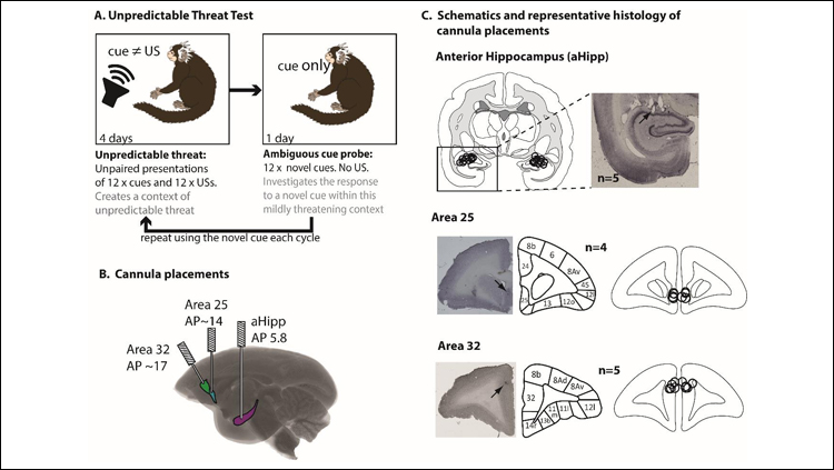 Boosting Glutamate Reduces Anxiety in Monkeys