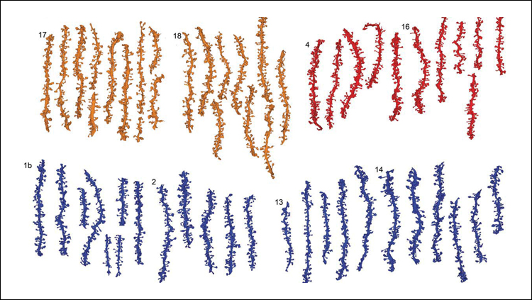 Sleep Readies Synapses for Learning