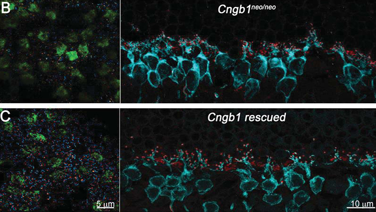 Retina restructures itself after cell death