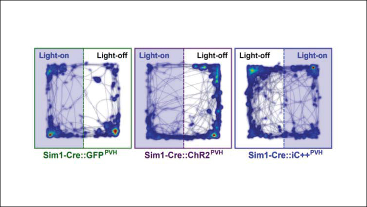 Hypothalamus Pathway Drives Defense Behaviors