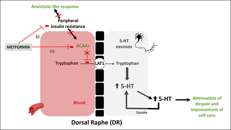 Diabetes drug alleviates anxiety in mice