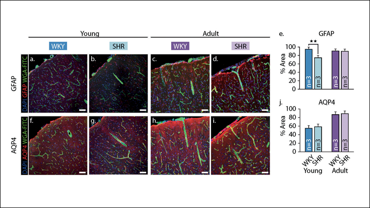 Healthy blood vessels may delay cognitive decline