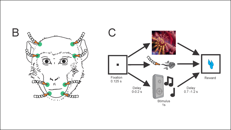 Multitasking Amygdala Neurons Respond to Sights, Sounds, and Touch