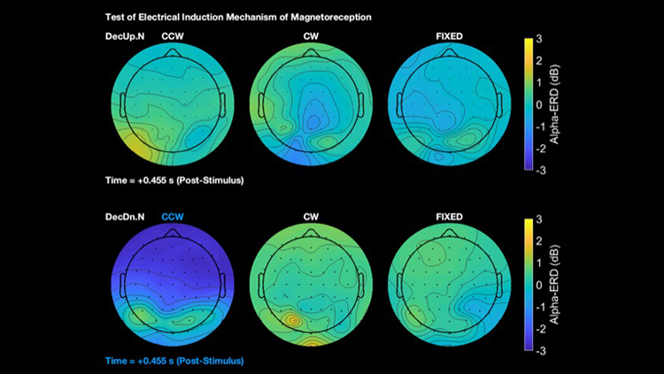 Evidence for Ancient Magnetic Sense in Humans