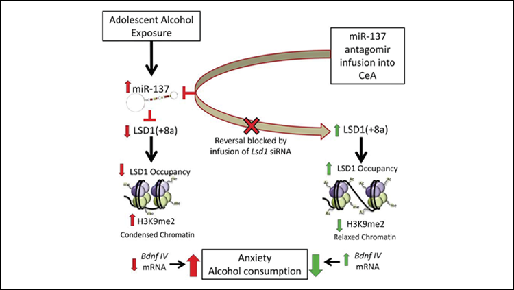 Adolescent drinking increases anxiety, alcohol abuse later in life