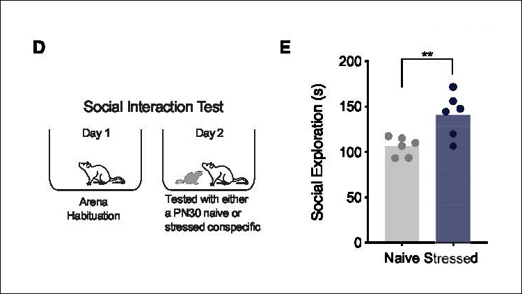 Why rats prefer company of the young and stressed