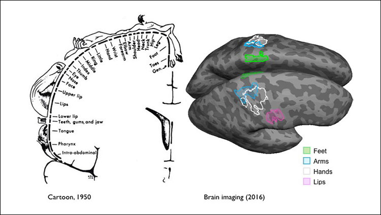 Sensory and motor brain plasticity is not limited by location