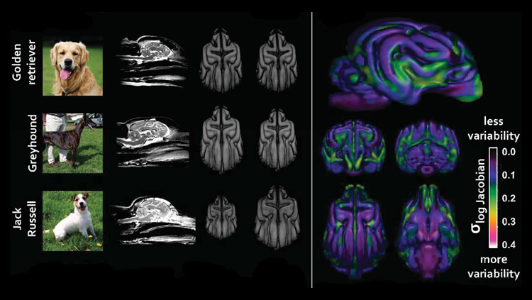 How Humans Have Shaped Dogs’ Brains