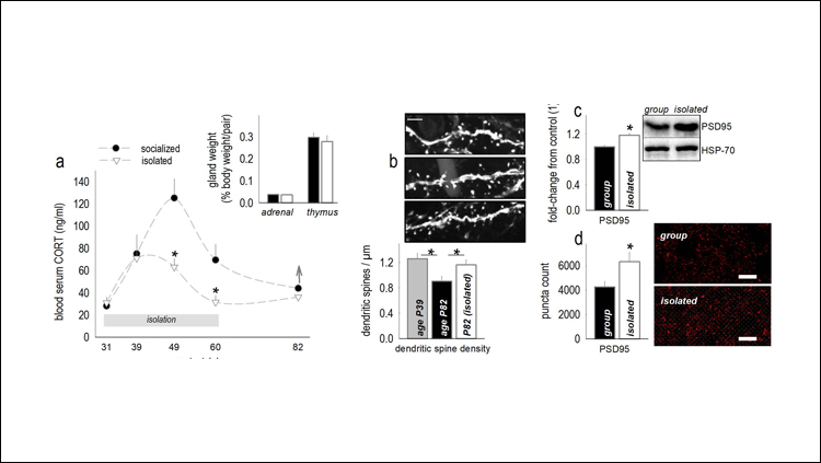 Social isolation derails brain development in mice