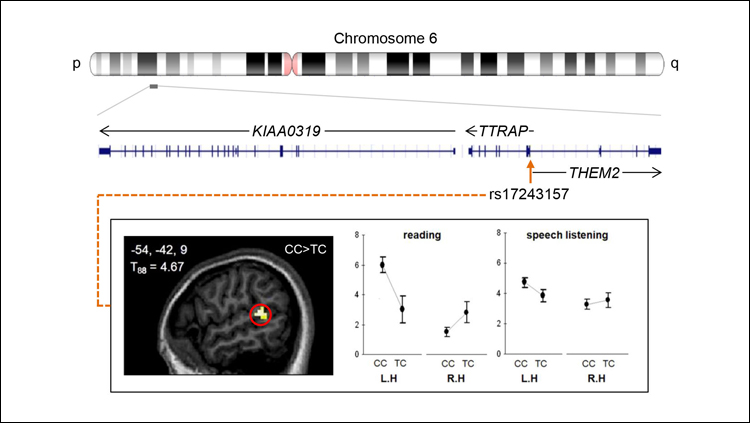 Researchers fail to replicate influential neuroimaging genetics study