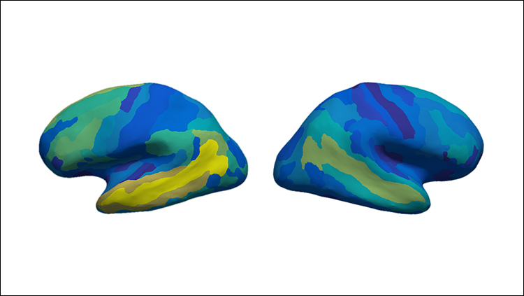 How meaning is represented in the human brain