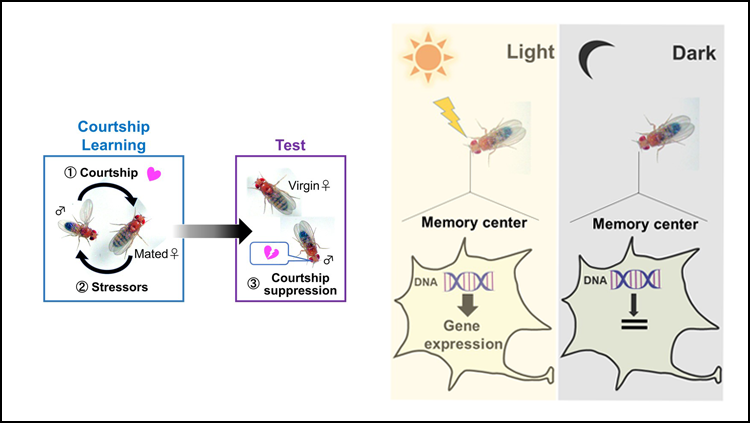 Diagram describing the courtship behavior of male fruit flies on the left. Diagram showing that light triggers gene expression on the right. 