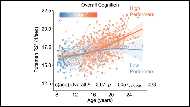 A graph showing that an increase in iron in the putamen (y axis) as age increase (x axis) is correlated with higher cognitive performance. 